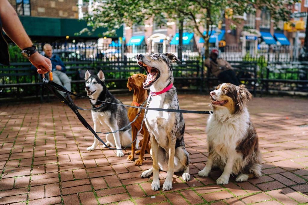 Four different breeds of dogs looking at their dog walker who is holding them with a leash. 